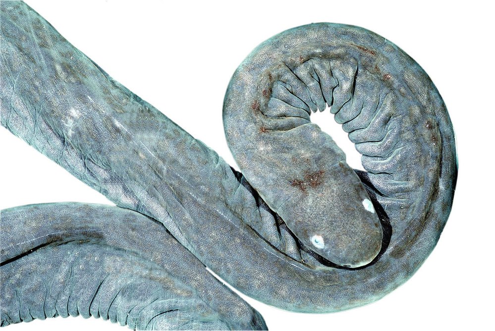 Zkoumaným červořem byl jihoamerický červorovec zploštělý (Typhlonectes compressicauda)