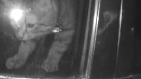 Žena zamkla kocoura v autě. Nejméně dva dny bez jídla a vody naříkal se špagátem kolem krku.