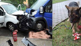 Nehoda aut v České Lípě: Hasiči museli poskytnout první pomoc psovi.