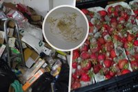 Hmyz, plísně a zápach: Inspektoři zavřeli část supermarketu v České Lípě
