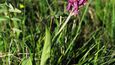 Kačenčina zahrádka má místy nádech rašeliniště. Tam roste masožravá bylina rosnatka okrouhlolistá. Během pozdního jara ale nejvíce vyniknou prstnatce májové. Sice přísluší mezi naše nejhojnější orchideje, ovšem už se řadí k ohroženým druhům.