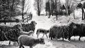 Fotky s ovečkami mi připomínají mé rodné Valašsko. Hustý kožich, zvonečky na krku a neposypané cesty, po nichž se dalo vyjet i na saních.