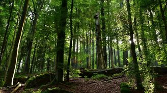 Tip na výlet: Prales Hojná Voda Tip na výlet: Prales Hojná Voda