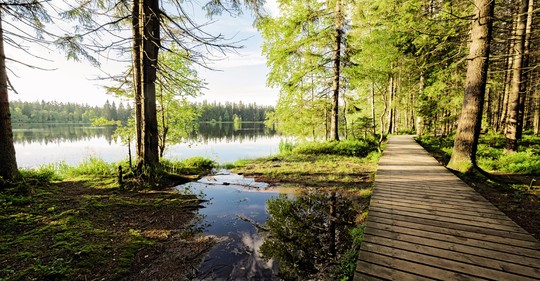 Poklidná cesta do pravěku: Slavkovský les je málo navštěvovanou oázou klidu mezi lázeňskými giganty