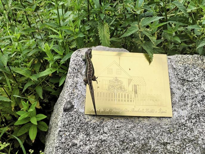 Kámen v místech, kde stávala Padrť, v létě téměř zcela zmizí v kopřivách Kámen v místech, kde stávala Padrť, v létě téměř zcela zmizí v kopřivách