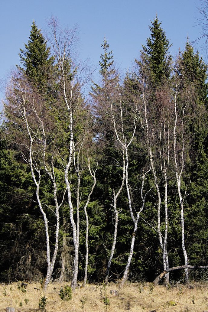 Cestu pod Středním Špičákem vroubí roztančené břízy. Výstup na vrchol je vhodný čistě pro pěší výletníky. Členitý terén se na cyklistiku nehodí. To se vztahuje i k Velkému Špičáku. Cestu pod Středním Špičákem vroubí roztančené břízy. Výstup na vrchol je vhodný čistě pro pěší výletníky. Členitý terén se na cyklistiku nehodí. To se vztahuje i k Velkému Špičáku.