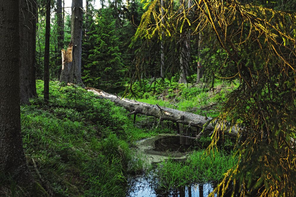I v nejsušších dnech roku Slavkovský les překypuje vodou