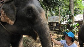 Koronavirus ohrožuje slony v Thajsku: Tisícovka těchto krásných zvířat může zemřít hlady.