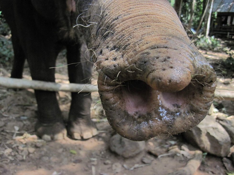 Koronavirus ohrožuje slony v Thajsku: Tisícovka těchto krásných zvířat může zemřít hlady.