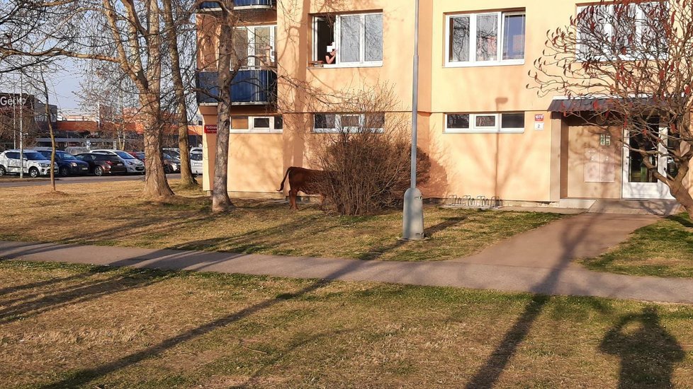 V Č. Budějovicích komplikovaly dopravu krávy, které utekly z přívěsu auta.