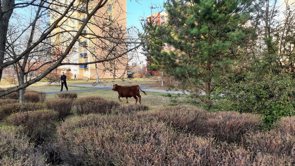 V Č. Budějovicích komplikovaly dopravu krávy, které utekly z přívěsu auta.