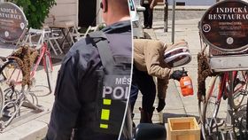 Jízdní kolo v centru Českých Budějovic obsadil včelí roj.