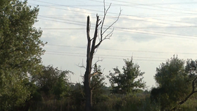 Před patnácti lety bylo u Českých Kopist nalezeno tělo muže, viselo za nohy na stromě.