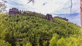 Obnova lesů u Jetřichovic