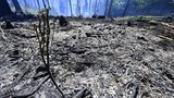 Požár v Českém Švýcarsku uhašen! Místo budou hasiči hlídat ještě dva týdny