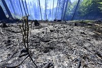 Požár v Českém Švýcarsku uhašen! Místo budou hasiči hlídat ještě dva týdny