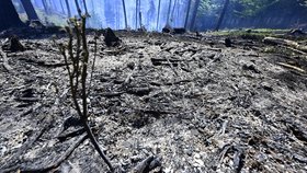 Požár lesa v národním parku České Švýcarsko u Rynartic, 3. května 2026, Jetřichovice, Děčínsko.