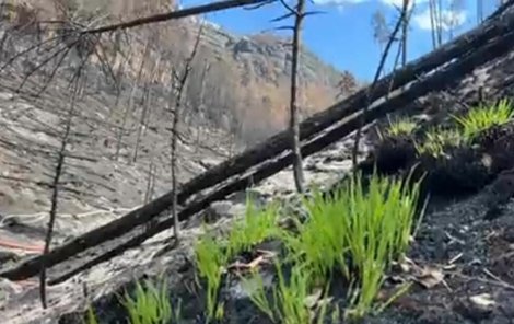 Na spáleništích v Českém Švýcarsku vyrašila první tráva (7.8.2022)
