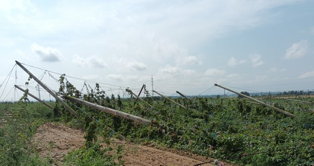 Bouřka doprovázená silným větrem a deštěm v noci na 27. srpna 2023 poničila zemědělskému družstvu z Kokor na Přerovsku zhruba desetinu rozlohy chmelnic.