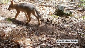 Česko má nová vlčata. Fotopasti zachytily mláďata v lesích.