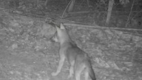 Česko má nová vlčata. Fotopasti zachytily mláďata v lesích.