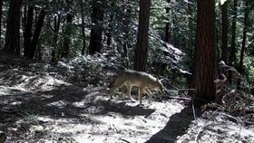 Česko má nová vlčata. Fotopasti zachytily mláďata v lesích.