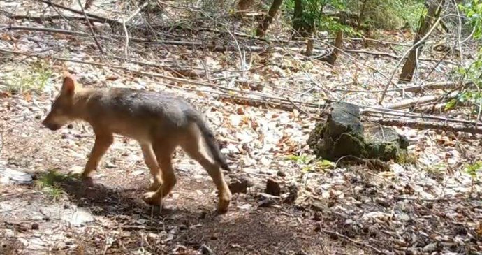Česko má nová vlčata. Fotopasti zachytily mláďata v lesích.