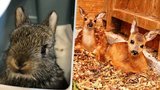 I dobře míněná pomoc může zabít: Lidé berou mláďata srnek a zajíců zbytečně