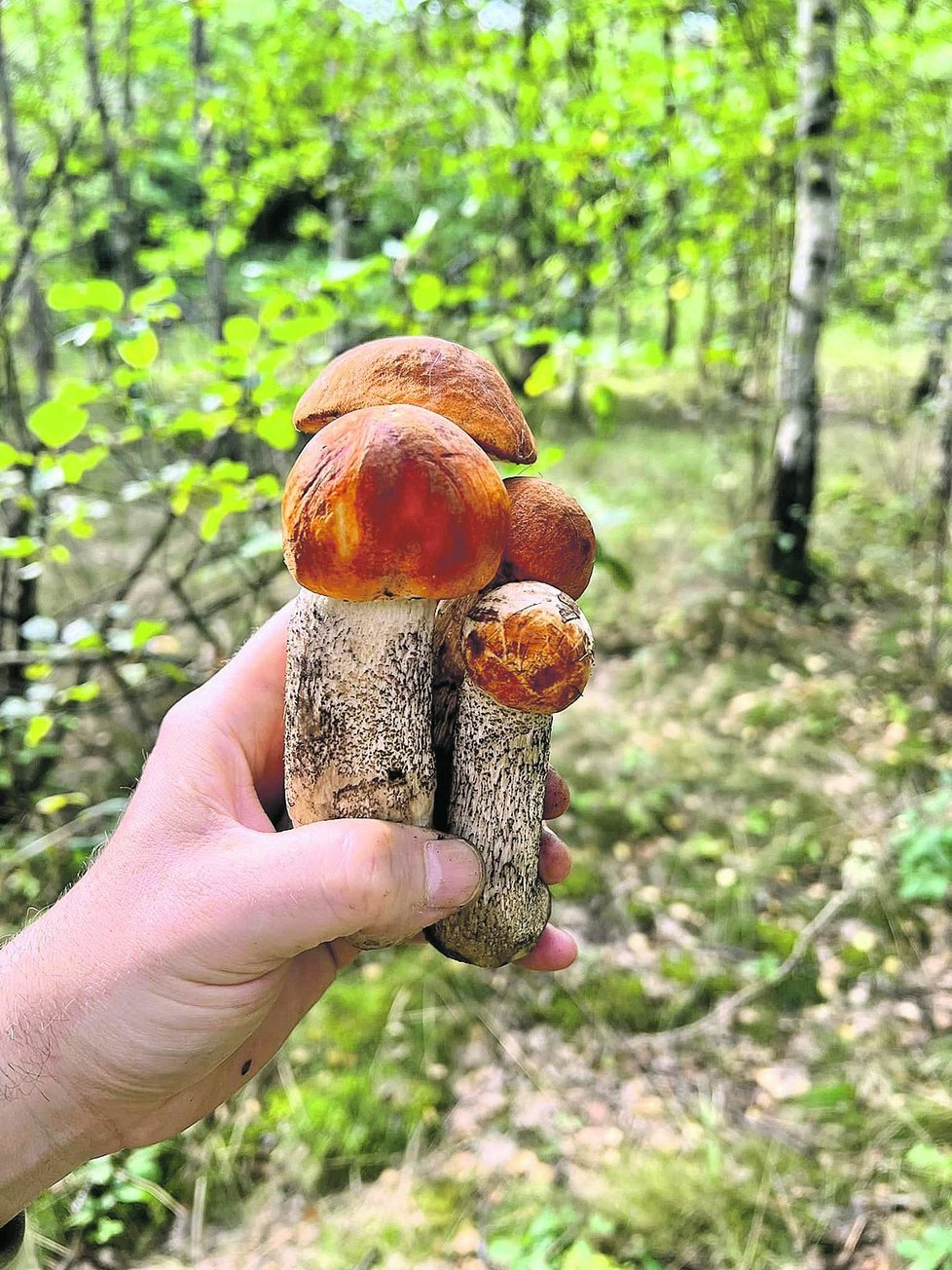 Po vydatných deštích nejspíš porostou houby