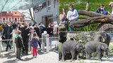 Nával v zoo napříč Českem a dlouhé fronty na lístky. Policie uzavírala dopravu