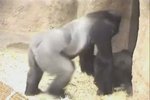 Gorilího otce Richarda chytají neřestné choutky, a tak pětiletá Moja musí dostávat antikoncepci