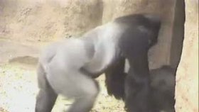 Gorilího otce Richarda chytají neřestné choutky, a tak pětiletá Moja musí dostávat antikoncepci