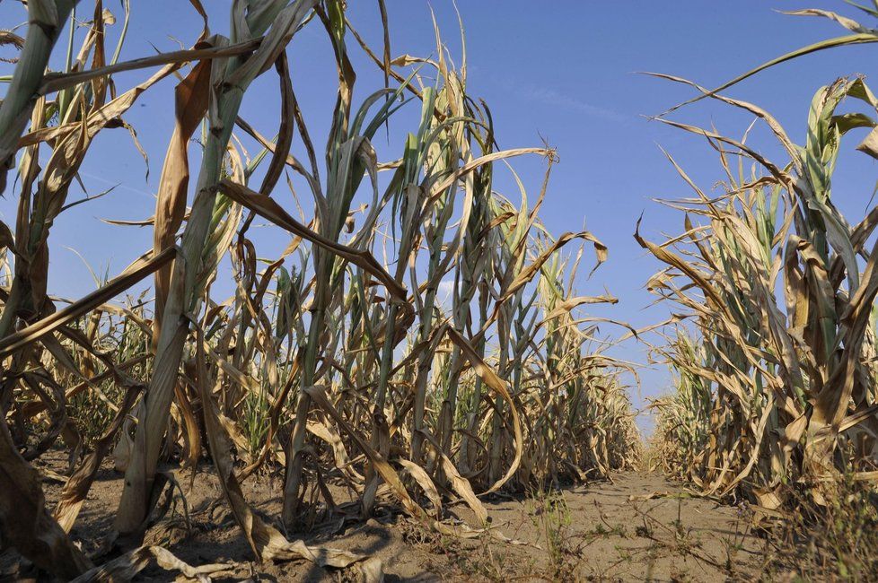 Příklad důsledků klimatických změn