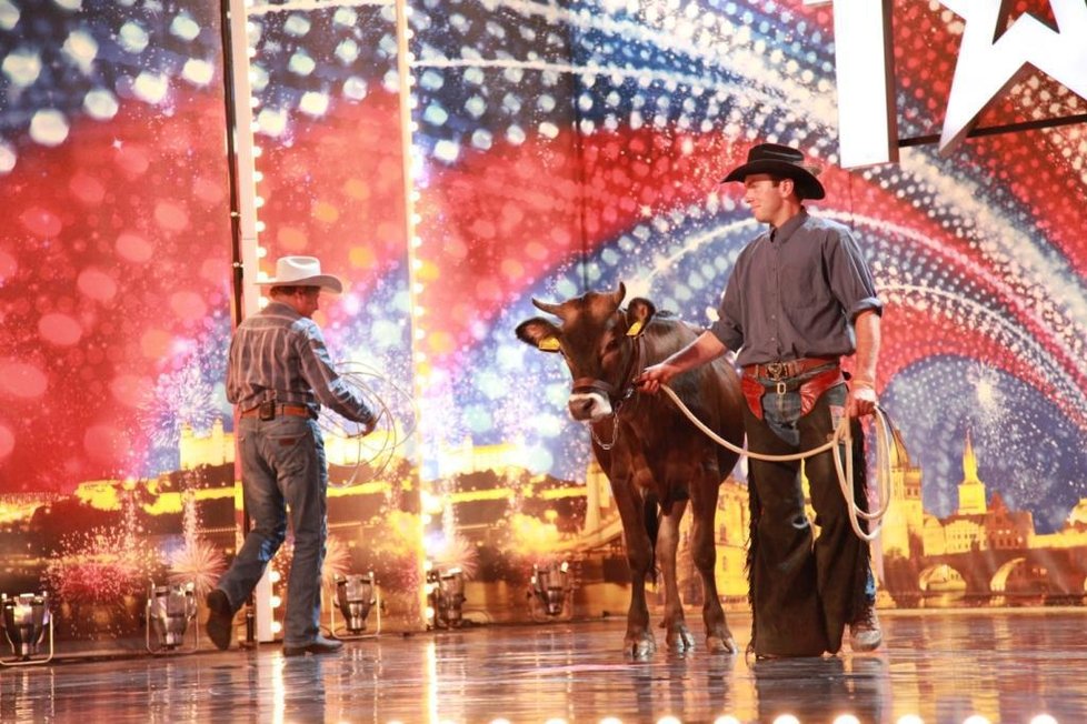 Rodeový kovboj s živou krávou na prknech, co znamenají svět