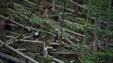 Na Šumavu nesmí turisté: Kvůli popadaným stromům zavírají oblast za oblastí