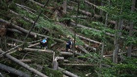 Některé turistické trasy v jižní části Národního parku Šumava zůstávají, po bouřce a silném větru z noci na sobotu 19. srpna, nepřístupné. Jedná se například o úseky Nové Údolí - Třístoličník - Plechý, Schwarzenberský plavební kanál - Plešné jezero - Jelení Vrchy nebo cyklotrasy v okolí Jeleních Vrchů a Stožce. Na snímku z 21. srpna cyklisté projíždí kolem polomů u cesty kolem Schwarzenberského kanálu u Jeleních Vrchů.