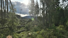 Některé turistické trasy v jižní části Národního parku Šumava zůstávají, po bouřce a silném větru z noci na sobotu 19. srpna, nepřístupné. Jedná se například o úseky Nové Údolí - Třístoličník - Plechý, Schwarzenberský plavební kanál - Plešné jezero - Jelení Vrchy nebo cyklotrasy v okolí Jeleních Vrchů a Stožce. Na snímku z 21. srpna jsou vyvrácené stromy nad Raškovem, v pozadí je hora Plechý.