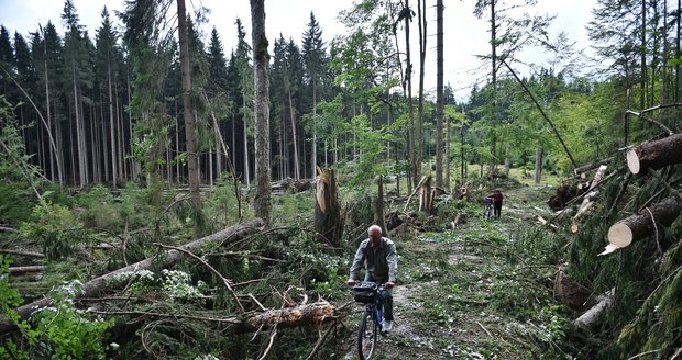 Některé turistické trasy v jižní části Národního parku Šumava zůstávají, po bouřce a silném větru z noci na sobotu 19. srpna, nepřístupné. Jedná se například o úseky Nové Údolí - Třístoličník - Plechý, Schwarzenberský plavební kanál - Plešné jezero - Jelení Vrchy nebo cyklotrasy v okolí Jeleních Vrchů a Stožce. Na snímku z 21. srpna cyklisté projíždí kolem polomů u cesty kolem Schwarzenberského kanálu u Jeleních Vrchů.