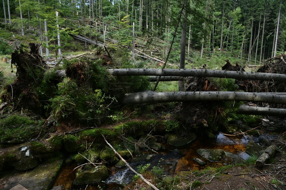 Některé turistické trasy v jižní části Národního parku Šumava zůstaly po bouřce a silném větru z noci na sobotu 19. srpna nepřístupné.