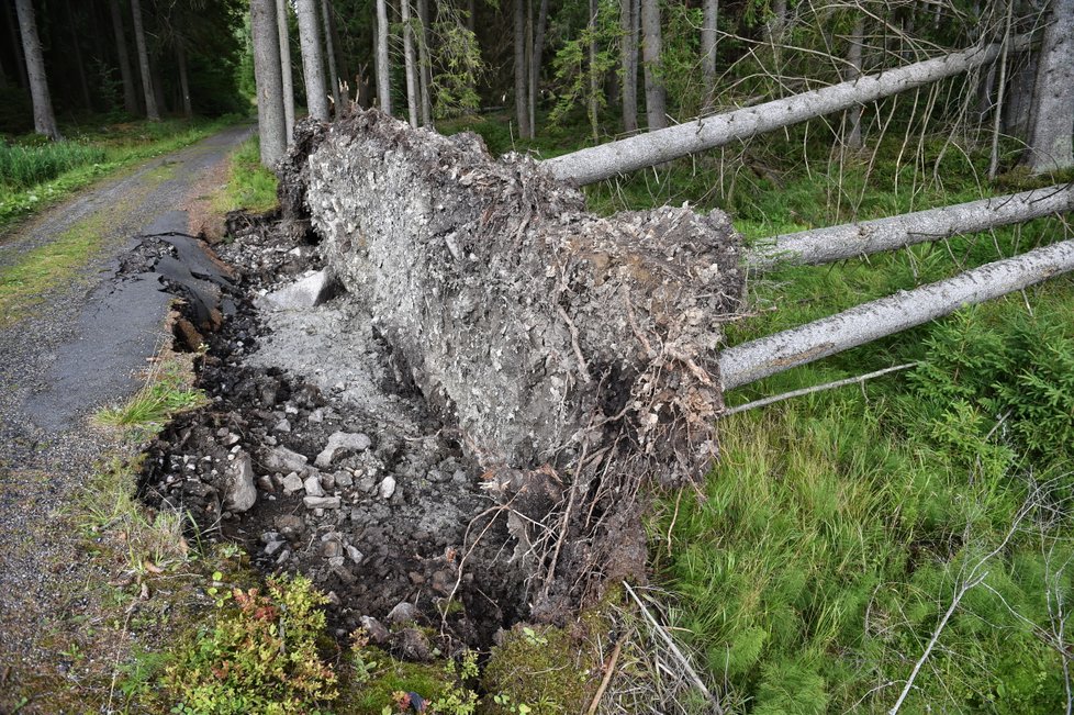 Některé turistické trasy v jižní části Národního parku Šumava zůstávají, po bouřce a silném větru z noci na sobotu 19. srpna, nepřístupné. Jedná se například o úseky Nové Údolí - Třístoličník - Plechý, Schwarzenberský plavební kanál - Plešné jezero - Jelení Vrchy nebo cyklotrasy v okolí Jeleních Vrchů a Stožce. Na snímku z 21. srpna jsou vyvrácené stromy u Rakouské cesty z Říjiště.