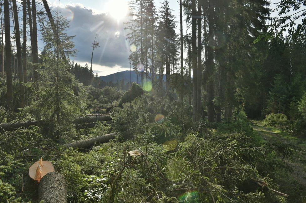 Některé turistické trasy v jižní části Národního parku Šumava zůstaly po bouřce a silném větru z noci na sobotu 19. srpna nepřístupné.