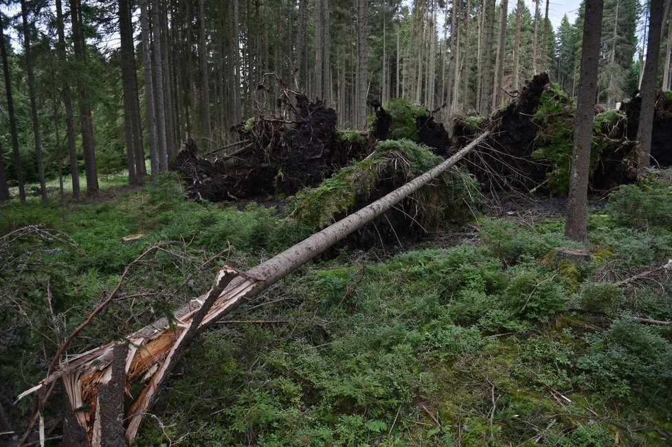 Některé turistické trasy v jižní části Národního parku Šumava zůstávají po bouřce a silném větru z noci na sobotu 19. srpna nepřístupné. Jedná se například o úseky Nové Údolí – Třístoličník – Plechý, Schwarzenberský plavební kanál – Plešné jezero – Jelení Vrchy nebo cyklotrasy v okolí Jeleních Vrchů a Stožce. Na snímku z 21. srpna jsou vývraty a polomy u Říjiště.