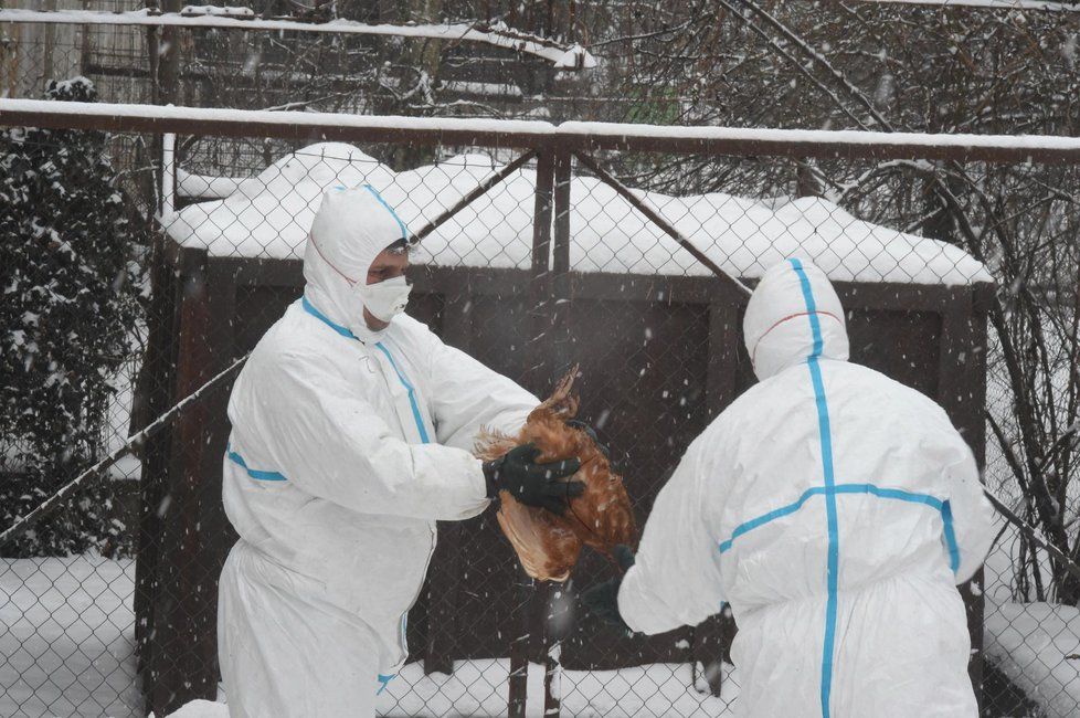 Veterináři začali 1. února v poledne likvidovat asi 17.000 kusů drůbeže napadených ptačí chřipkou v komerčním chovu ve Vlachově Březí na Prachaticku. Šlo o farmu PT s.r.o.