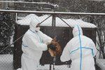 Veterináři začali 1. února v poledne likvidovat asi 17.000 kusů drůbeže napadených ptačí chřipkou v komerčním chovu ve Vlachově Březí na Prachaticku. Jde o farmu PT s.r.o.