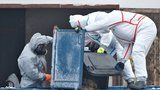 V Česku se objevil nový typ ptačí chřipky: Zabil labuť v liberecké zoo