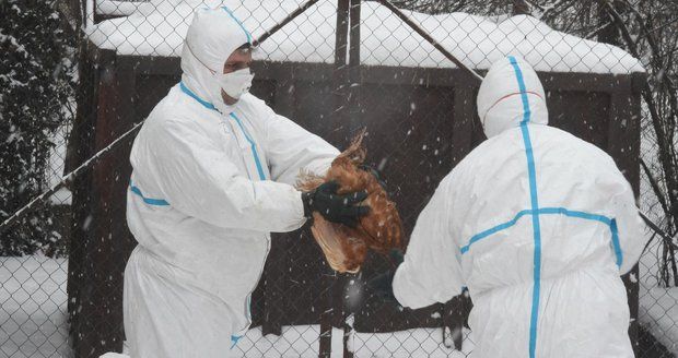 Veterináři začali 1. února v poledne likvidovat asi 17.000 kusů drůbeže napadených ptačí chřipkou v komerčním chovu ve Vlachově Březí na Prachaticku. Jde o farmu PT s.r.o.