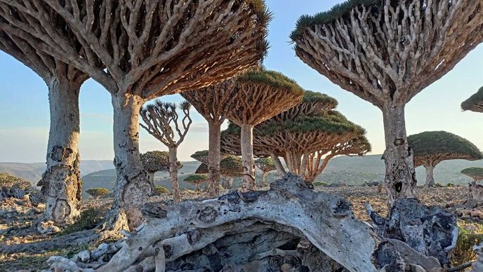 Dračinec rumělkový, nazývaný strom dračí krve kvůli své rudé pryskyřici, jenž roste pouze na jemenském ostrově Sokotra, je vážně ohrožen.