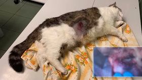 Neznámý pachatel na Českobudějovicku postřelil kočku, zemřela.