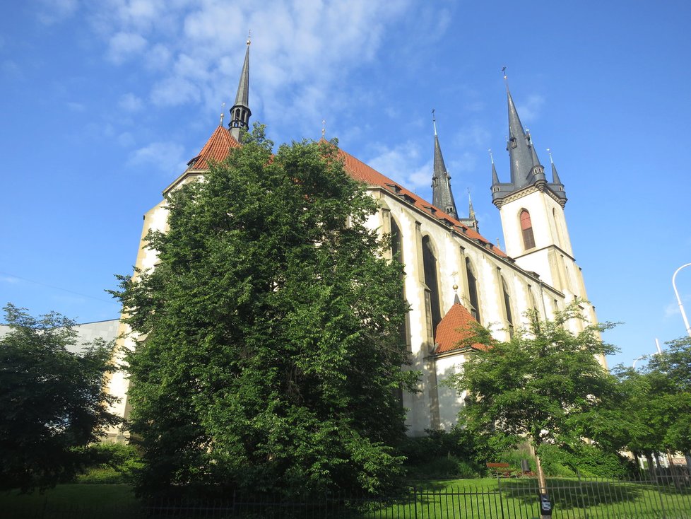 Padesáté výročí výsadby letos oslaví i památná lípa, kterou vysadili pionýři za kostelem sv. Antonína na Strossmayerově náměstí v Praze.