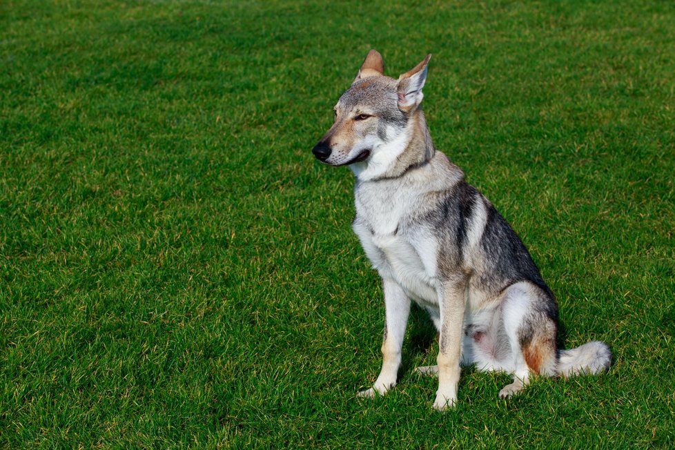Československý vlčák: psa lidé nejčastěji pojmenovávají Argo, fenku Kira.